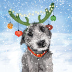 REINDOG (Charity Pack)