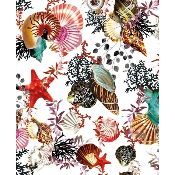 Seashells