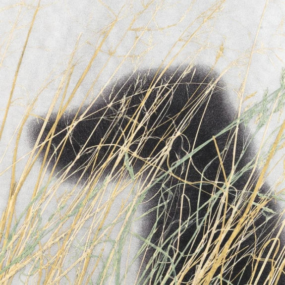 Dog (TATE)