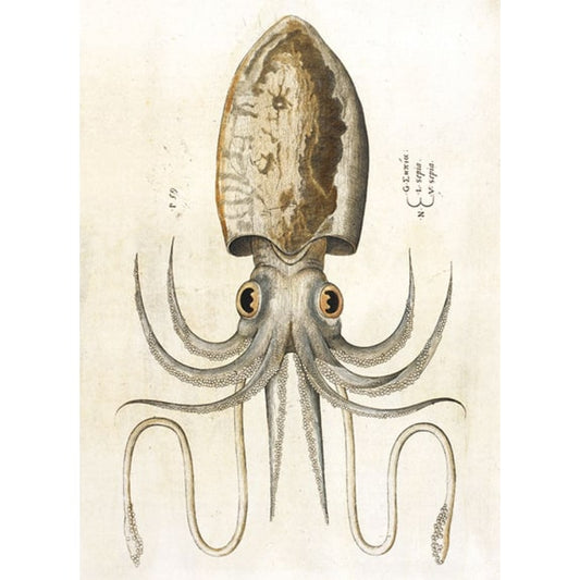 Squid (British Library)