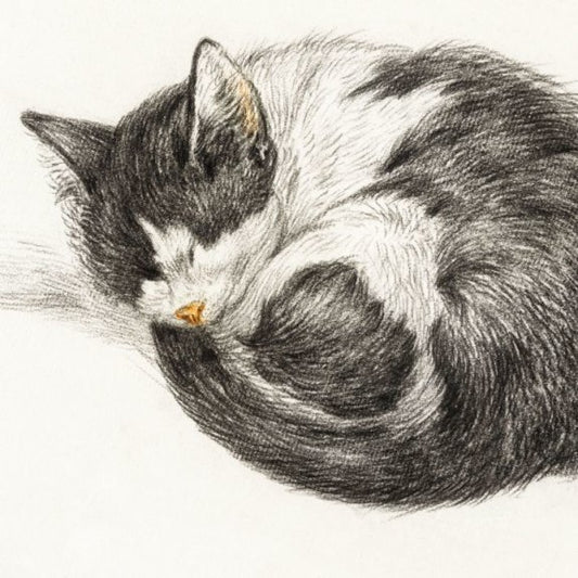 Sleeping Cat