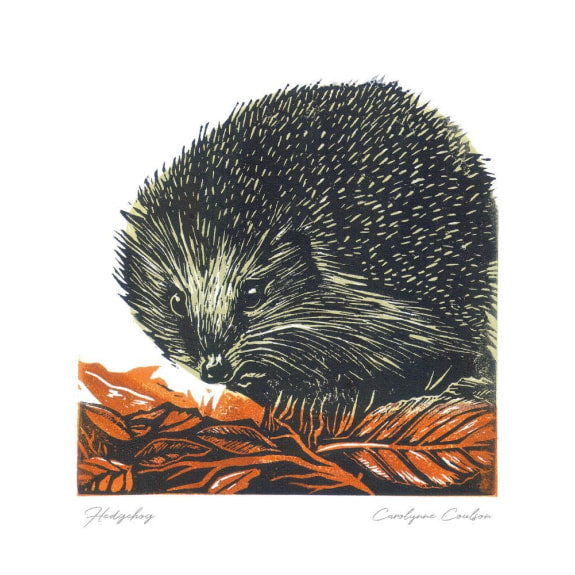 Hedgehog