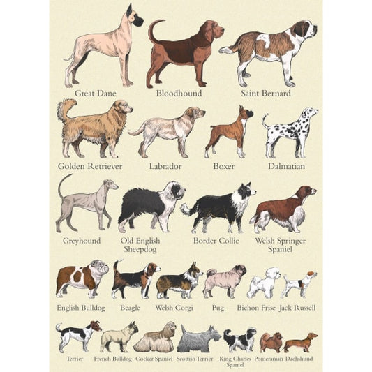 Popular Breeds of Dog