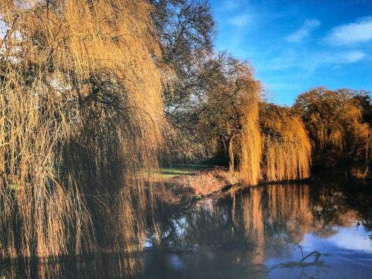 River Skerne & Weeping Willow Trees