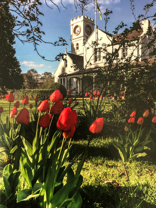 Clock Tower & Red Tulips