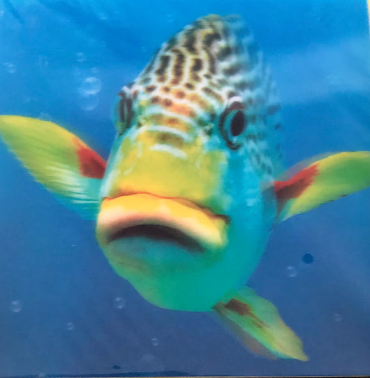 Fish in 3D