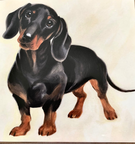 Dachshund