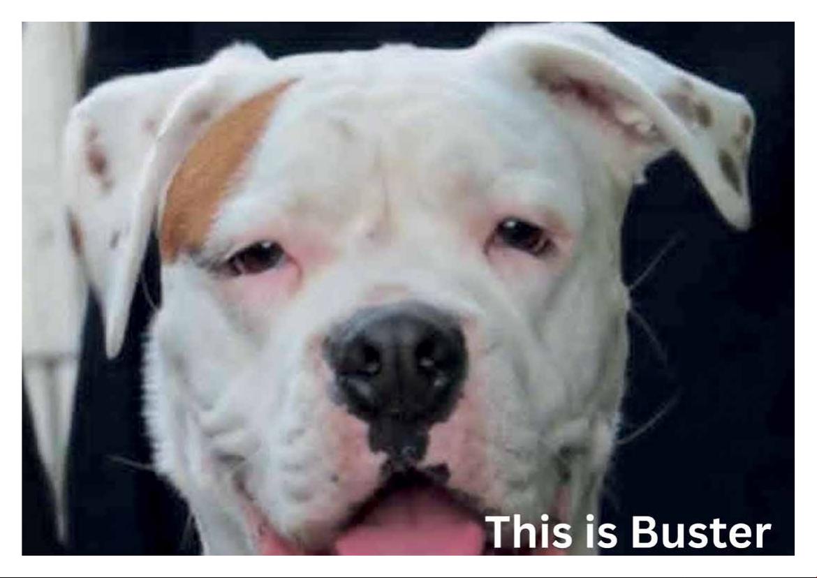 2026 Calendar (in aid of Brysons Animal Shelter)