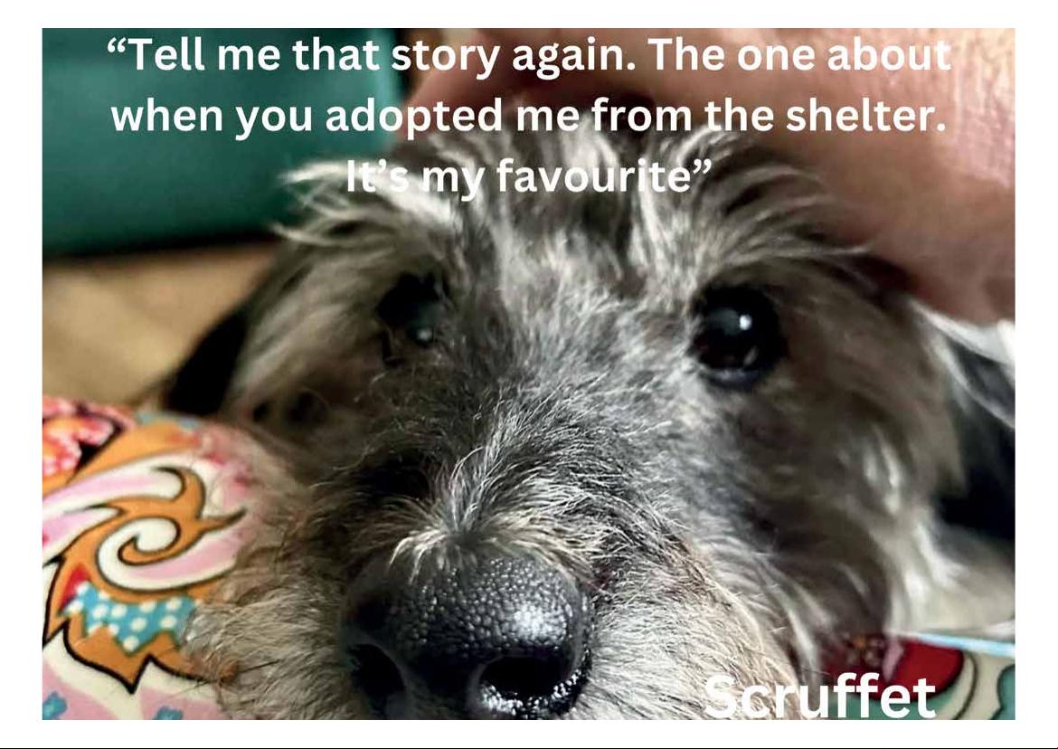 2026 Calendar (in aid of Brysons Animal Shelter)