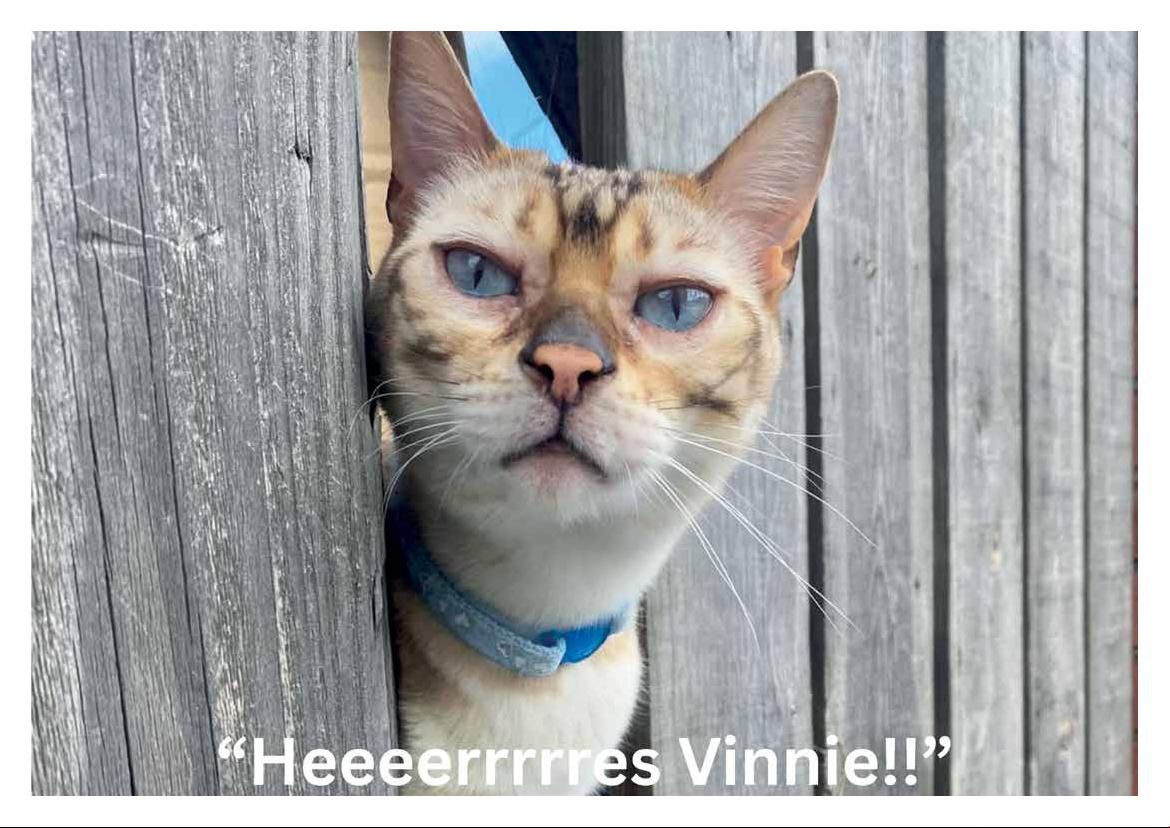 2026 Calendar (in aid of Brysons Animal Shelter)