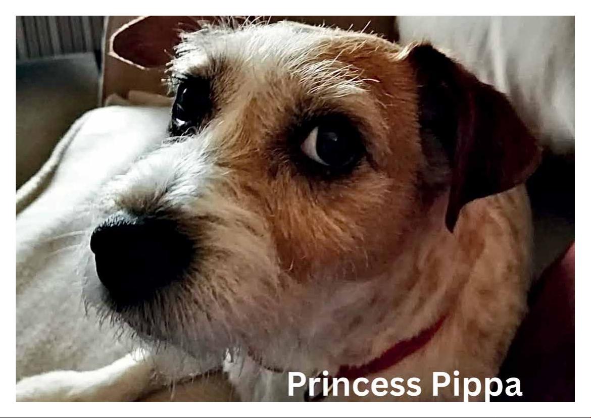 2026 Calendar (in aid of Brysons Animal Shelter)