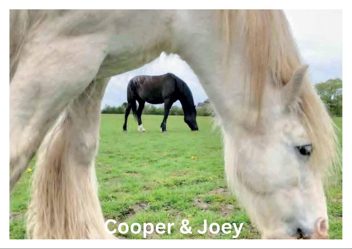 2026 Calendar (in aid of Brysons Animal Shelter)