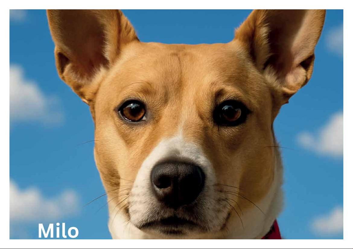 2026 Calendar (in aid of Brysons Animal Shelter)