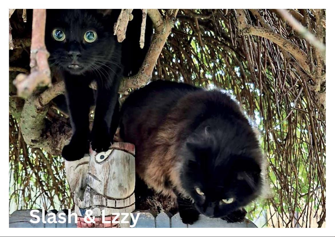 2026 Calendar (in aid of Brysons Animal Shelter)