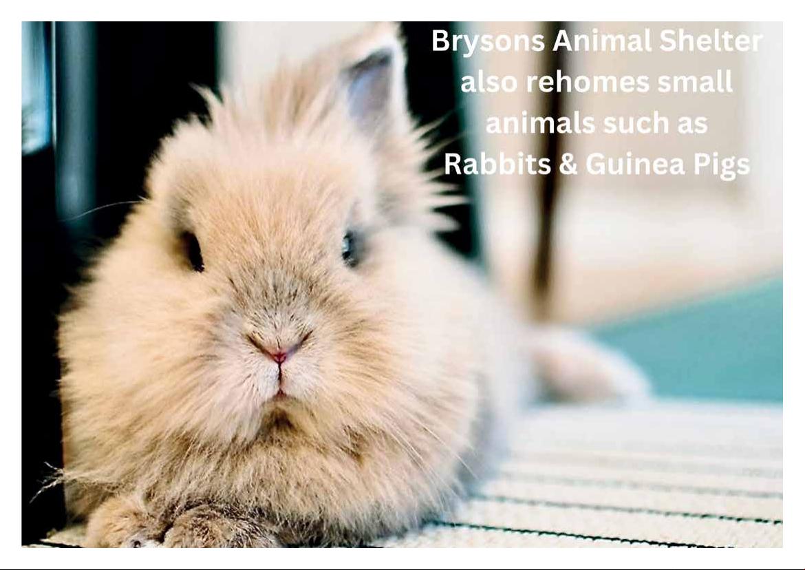 2026 Calendar (in aid of Brysons Animal Shelter)